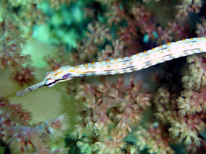 Pipefish, Red Sea Trip March 2008, T. Murphy .jpg